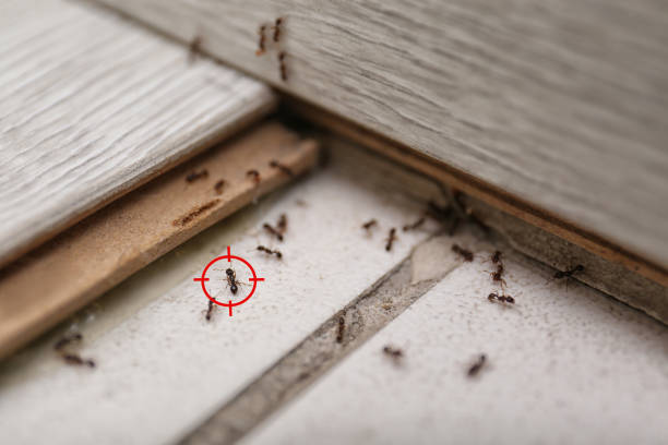 Best Pest Removal Services  in Fort Payne, AL