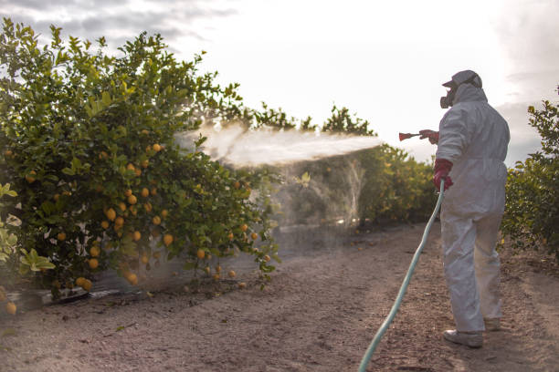 Wasp Removal Services in Fort Payne, AL